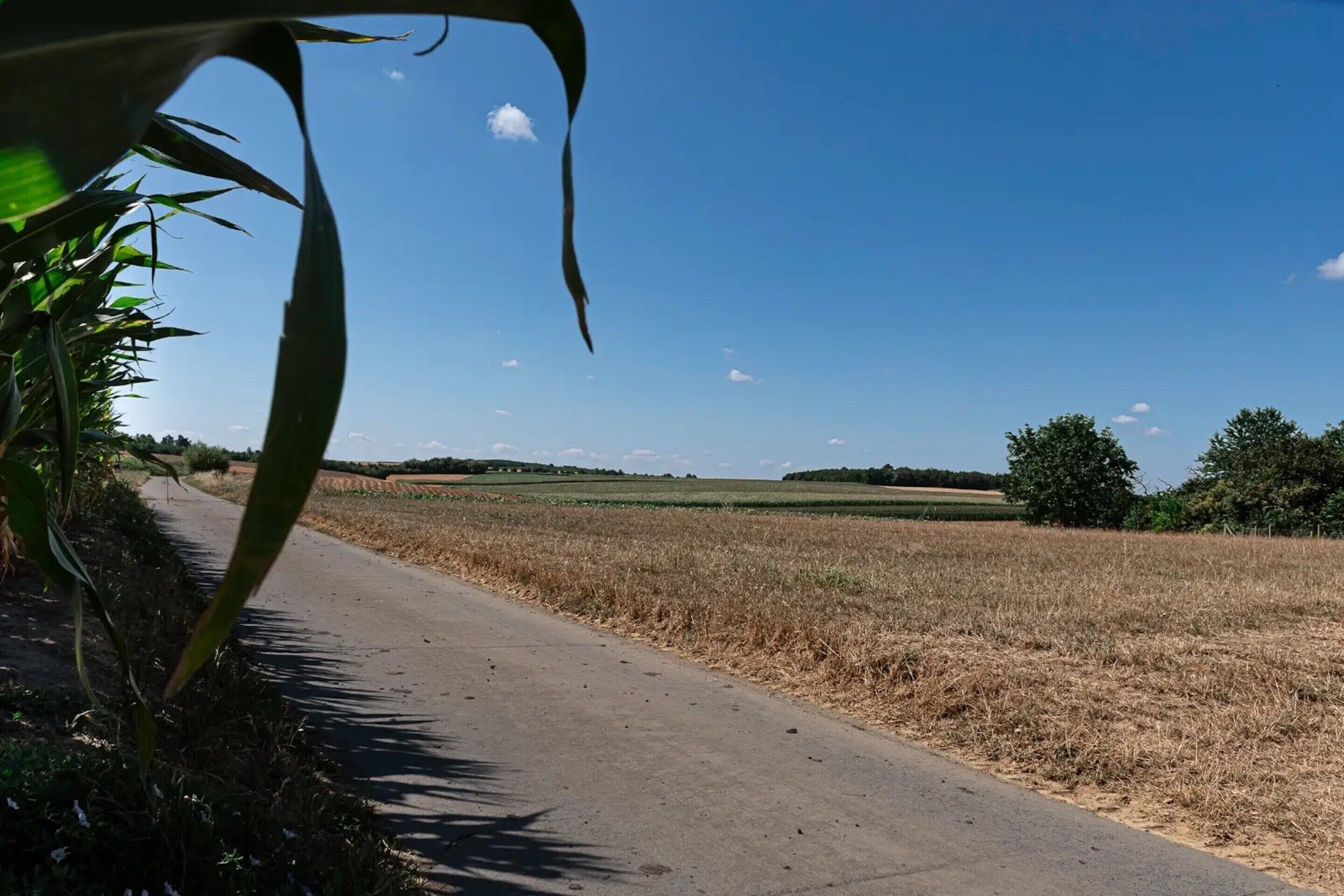 Eine ländliche Straße mit Feldern links und rechts, ein klarer Himmel und eine entfernte Baumlinie.