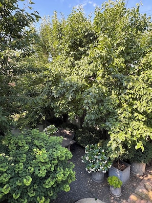 A garden with various potted plants and a wooden table. - Mediterranean Retreat. Newly renovate 1,000 sqft. (Chicago)