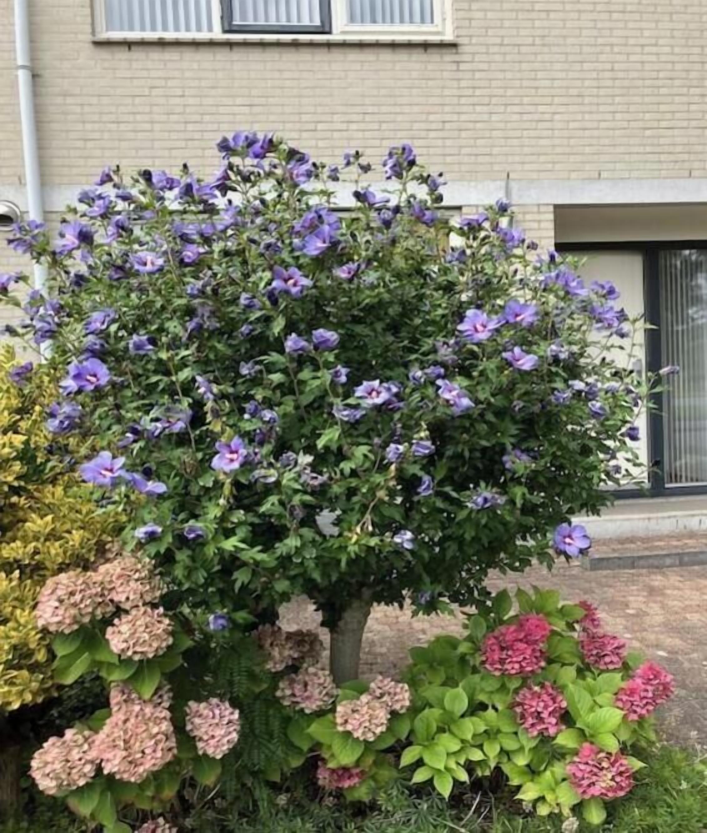 Un jardin où s’épanouit une grande variété de plantes à fleurs, notamment des variétés aux couleurs violettes et roses, devant un bâtiment à la façade en briques et aux fenêtres.