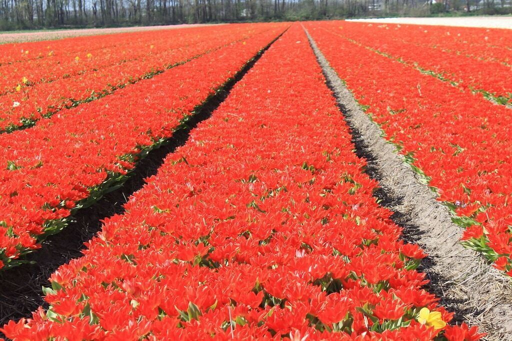 Un campo de flores rojas con hileras marcadas y un cielo despejado.
