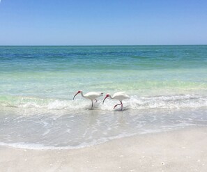 A beach with clear turquoise water and white sand. - Kings Crown #114 | Beach View Luxury & Sanibel Island Charm (Sanibel)