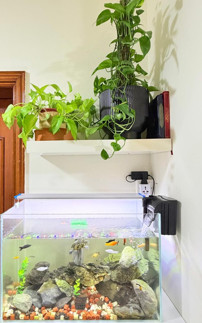 Een aquarium met waterplanten en vissen, een stopcontact en een plank met boeken en een plant.