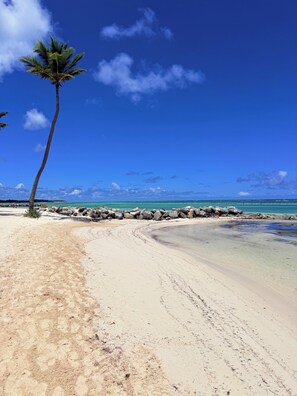 Ein Strand mit einer Palme, blauem Himmel und ruhiger See.