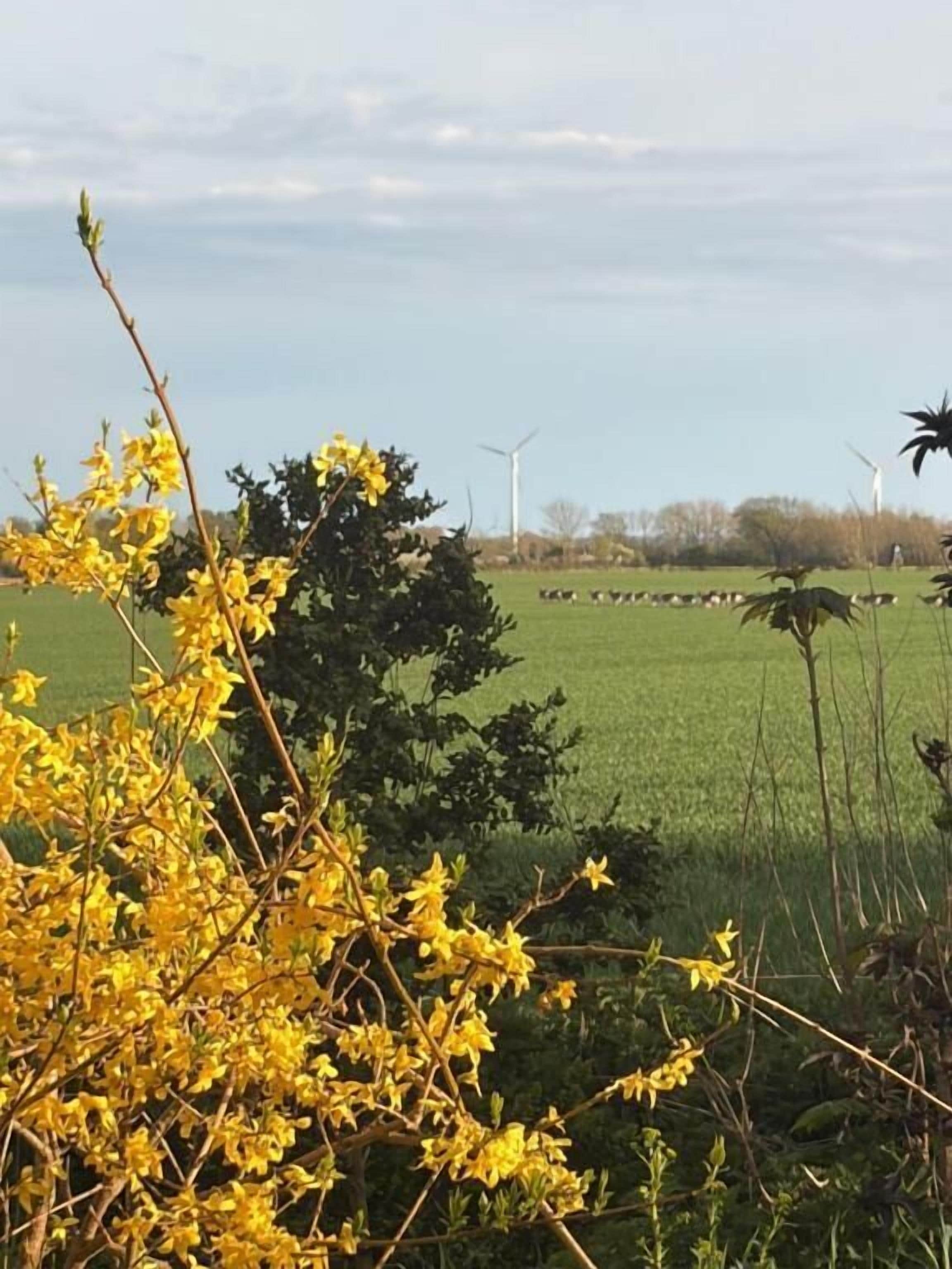 Paisaje rural con un campo, turbinas eólicas y un árbol con flores amarillas.