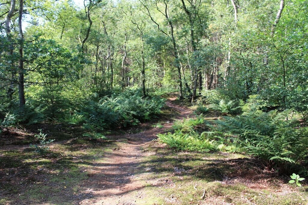 A forested area with a dirt path.