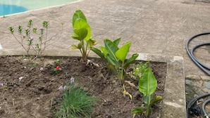 Uma área de piscina com estrutura de telhado de palha, uma mesa e plantas em vasos.