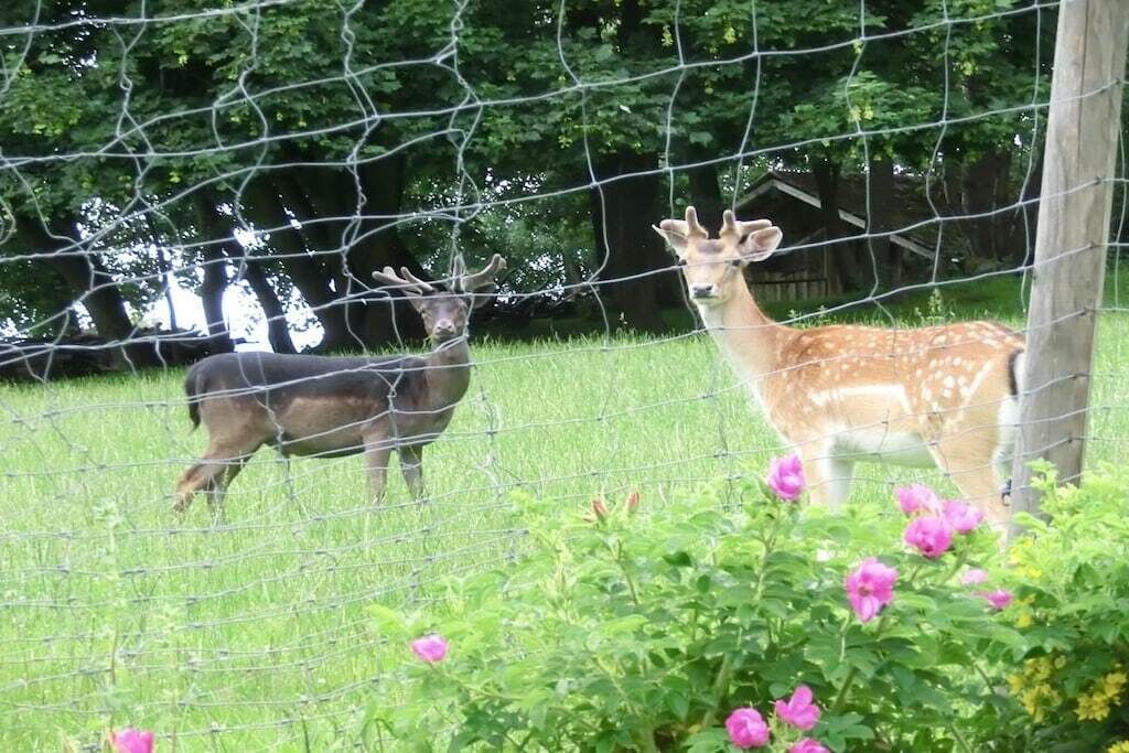 Aidattu alue, jossa on kaksi peuraa: toisella on sarvet ja toisella ei, ja taustalla näkyy puinen rakennelma.