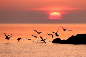 Pôr do sol sobre a água, com silhuetas de pássaros em voo.