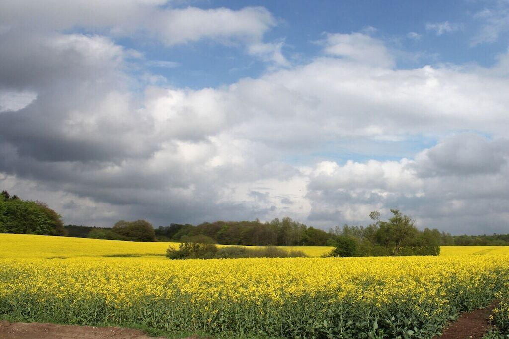 A field of yellow flowers under a cloudy sky.