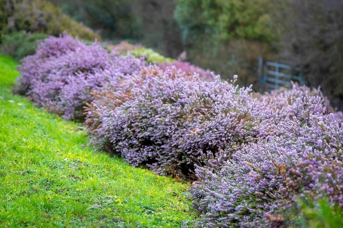 Una hilera de flores de brezo púrpuras en una ladera cubierta de hierba.