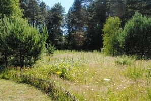 A natural landscape with a variety of trees and wildflowers. - Holiday home in Sasino with swimming pool (Sasino)