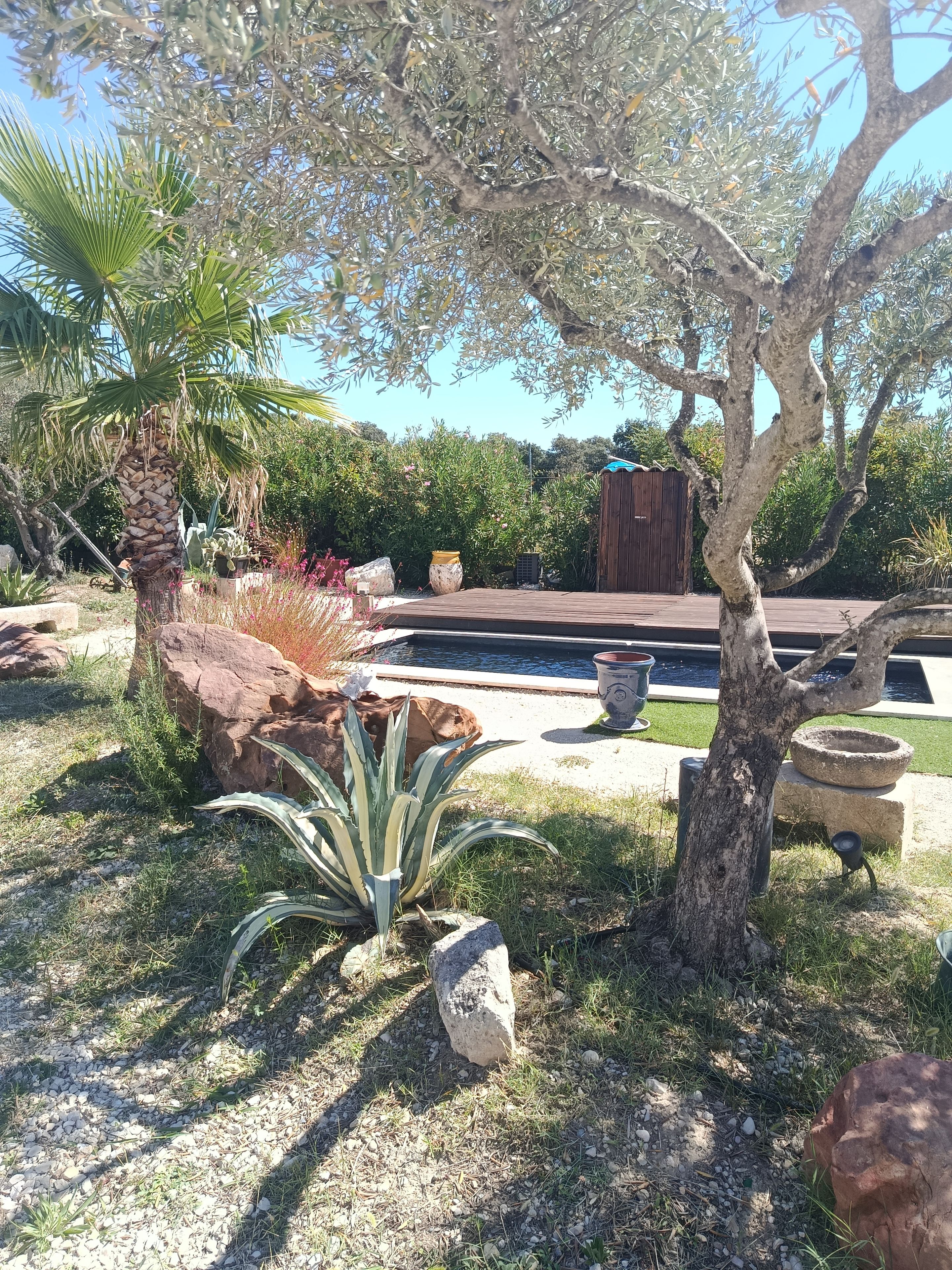 Ein angelegter Garten mit verschiedenen Pflanzen, einer Palme und einer Holzterrasse.