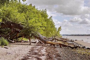 Ein Strand mit einem umgestürzten Baum, blauem Himmel und ruhigem Wasser.