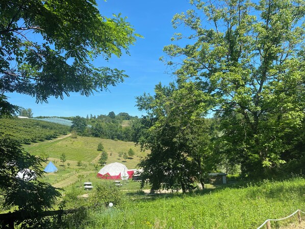 Un paysage rural avec une grande tente blanche et une plus petite tente rouge, entourées d’une végétation luxuriante et d’arbres.