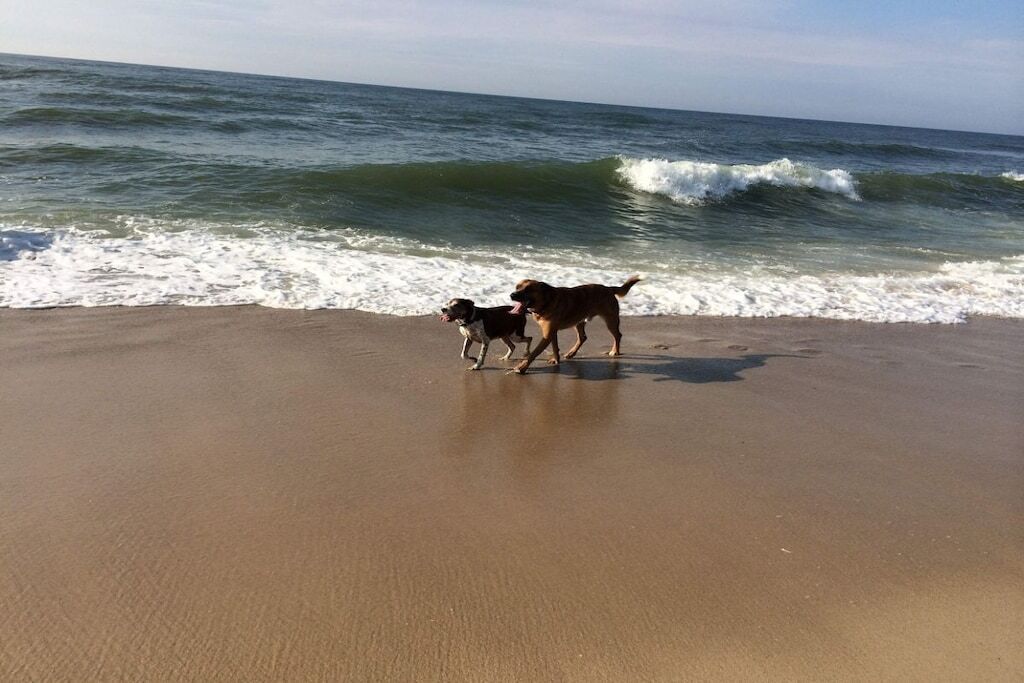 A beach with two dogs walking along the shore.