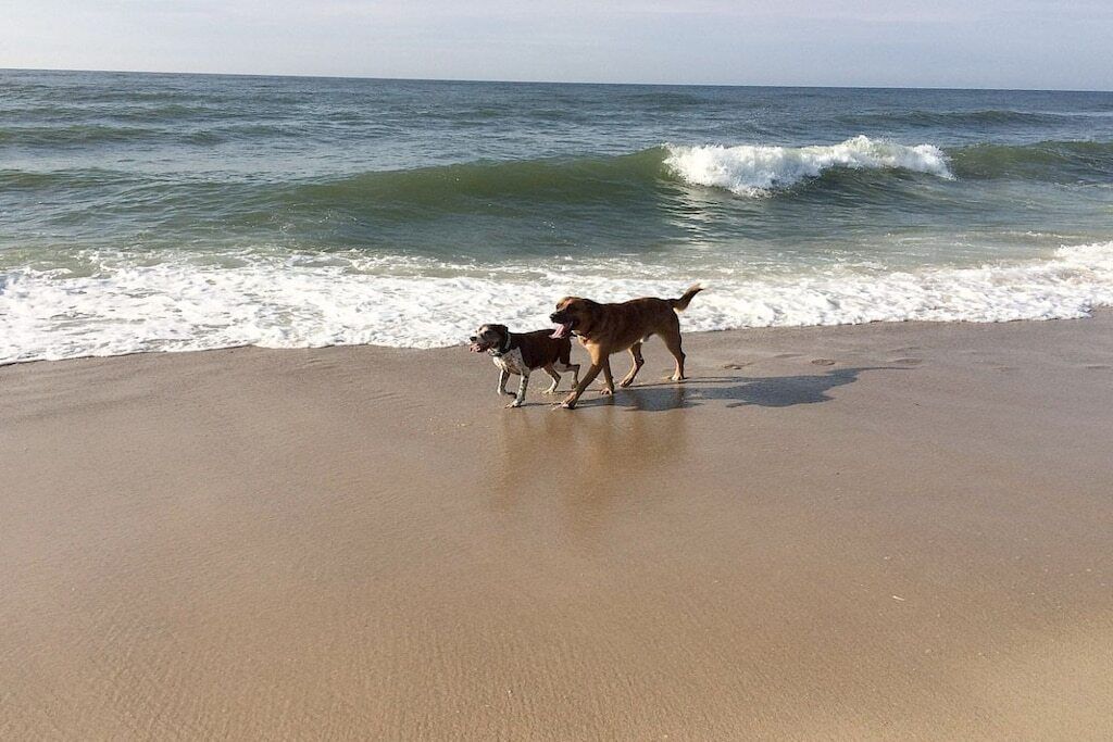 Two dogs walking on a sandy beach with waves in the background.