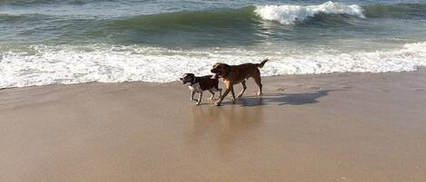 Dos perros caminando sobre una playa arenosa con olas al fondo.