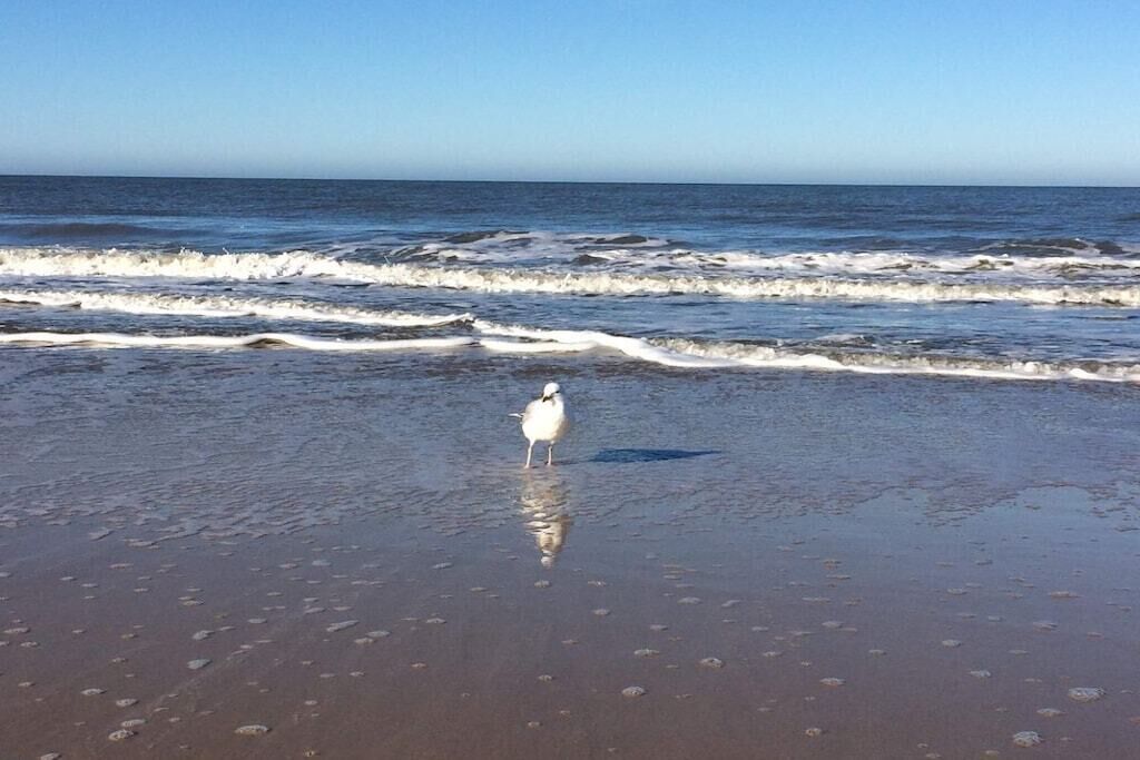 Een strand met golven en een enkele vogel die op het zand staat.
