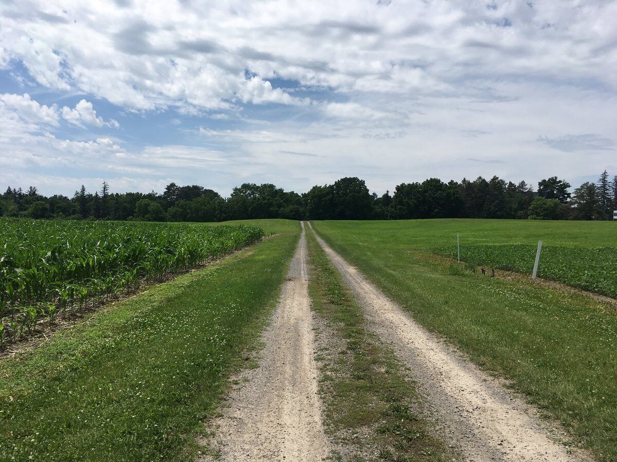 A rural road leading through a field with a dirt path and green crops on either side.