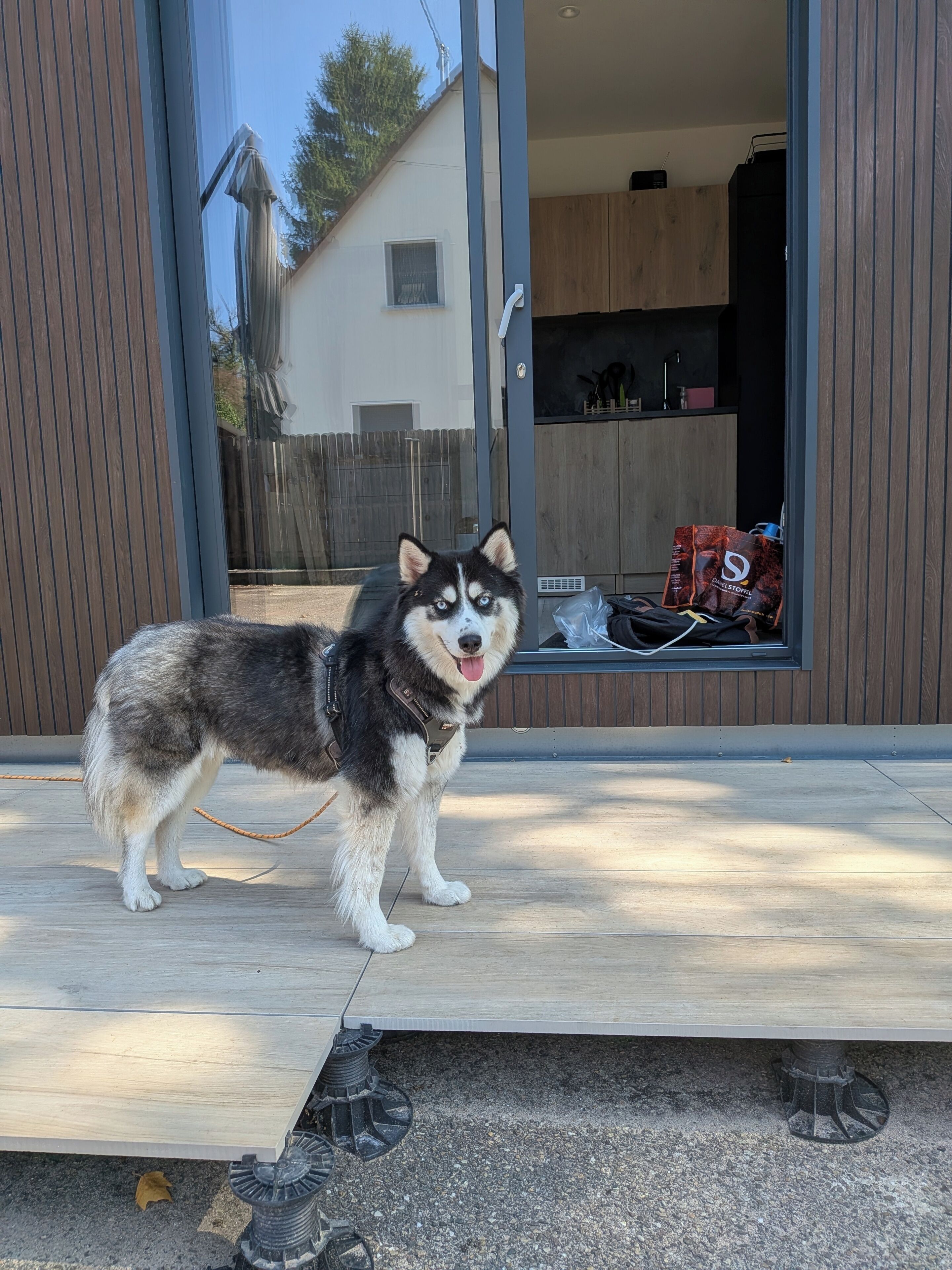 A dog standing on a porch with a wooden deck, a sliding glass door, and a bag of dog food on the windowsill.
