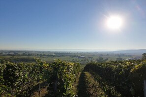 Viñedo con hileras de vides bajo un cielo despejado.