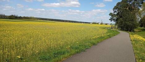 Un camino pavimentado junto a un campo de flores amarillas, con árboles y un cielo despejado al fondo.