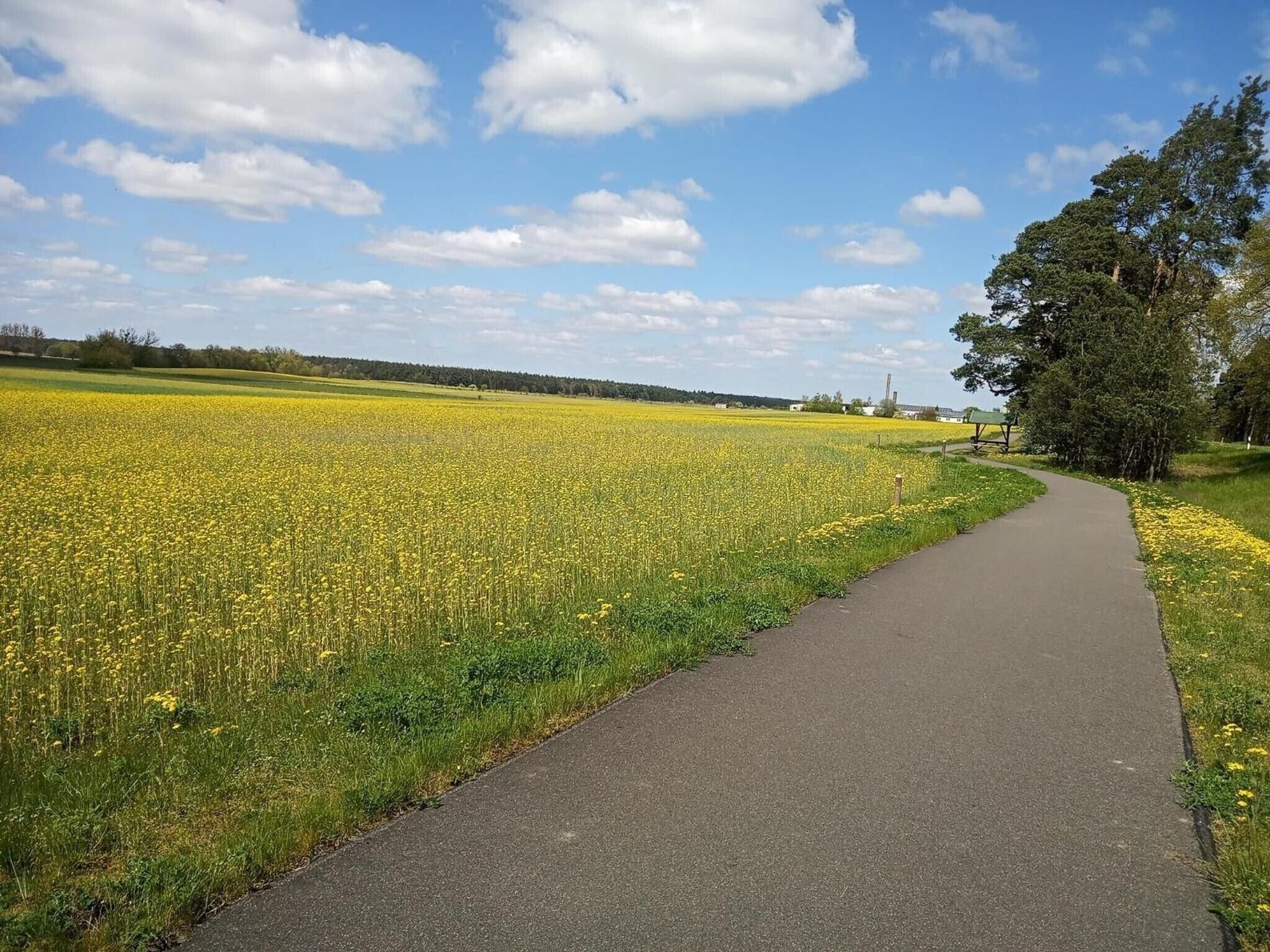 Ein gepflasterter Weg entlang eines Feldes voller gelber Blumen, im Hintergrund Bäume und ein klarer Himmel.