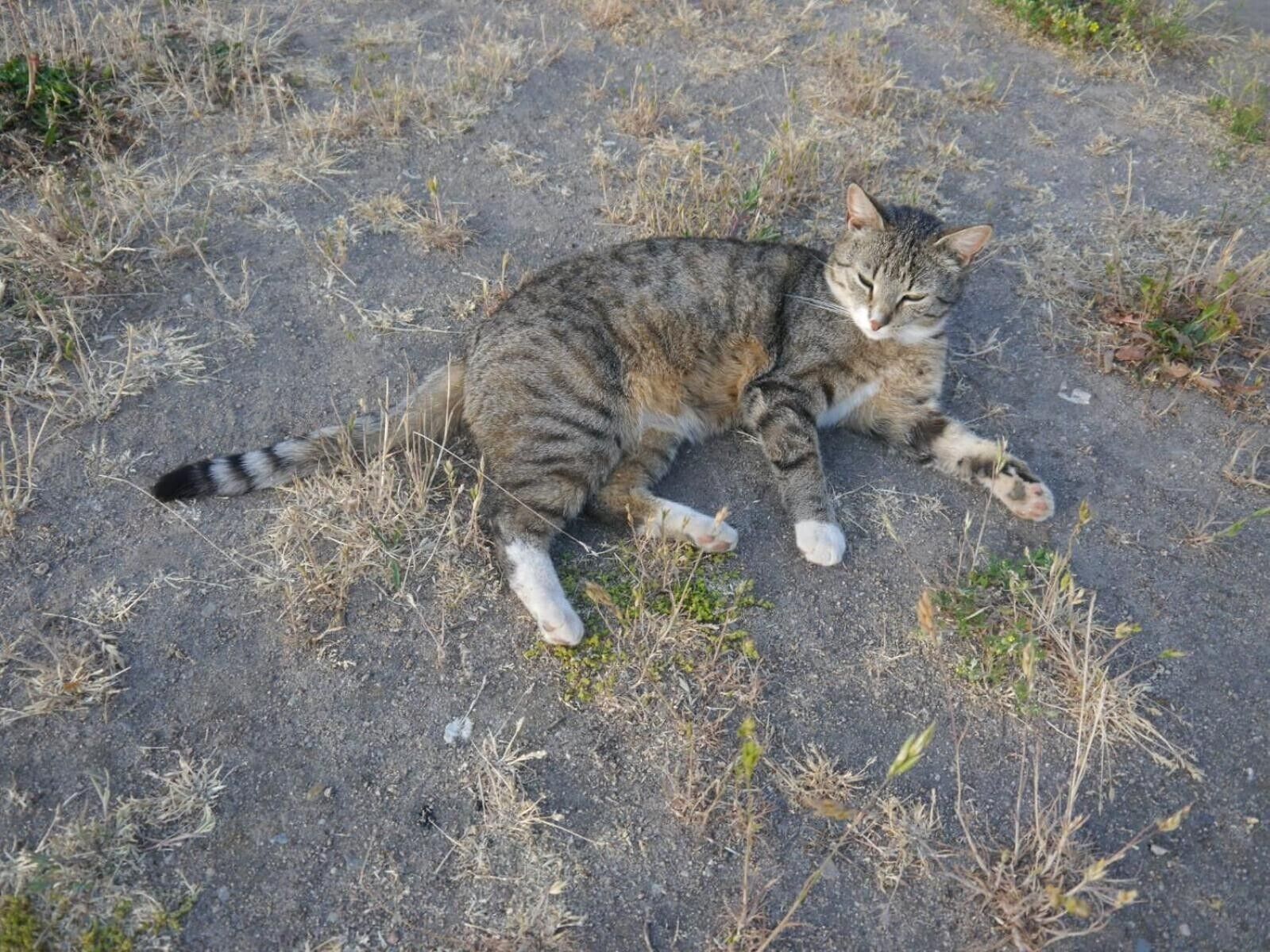 A cat lying on a paved surface with sparse grass around.