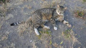 A cat lying on a paved surface with sparse grass around.
