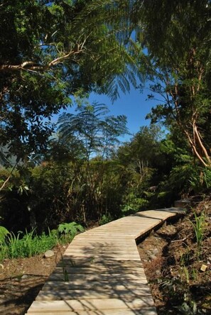 A wooden pathway surrounded by dense foliage, leading through a natural setting.