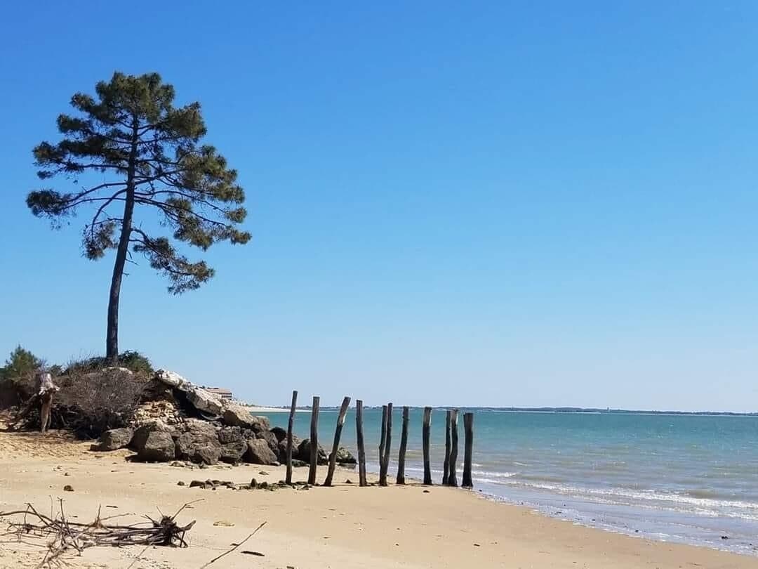 A beach with a single pine tree, a rocky outcrop, and a wooden fence.