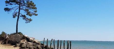 A beach with a single pine tree, a rocky outcrop, and a wooden fence.