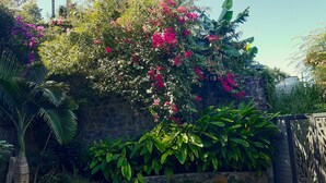 Um jardim com diversas plantas e flores, um muro de pedra e um portão de metal.