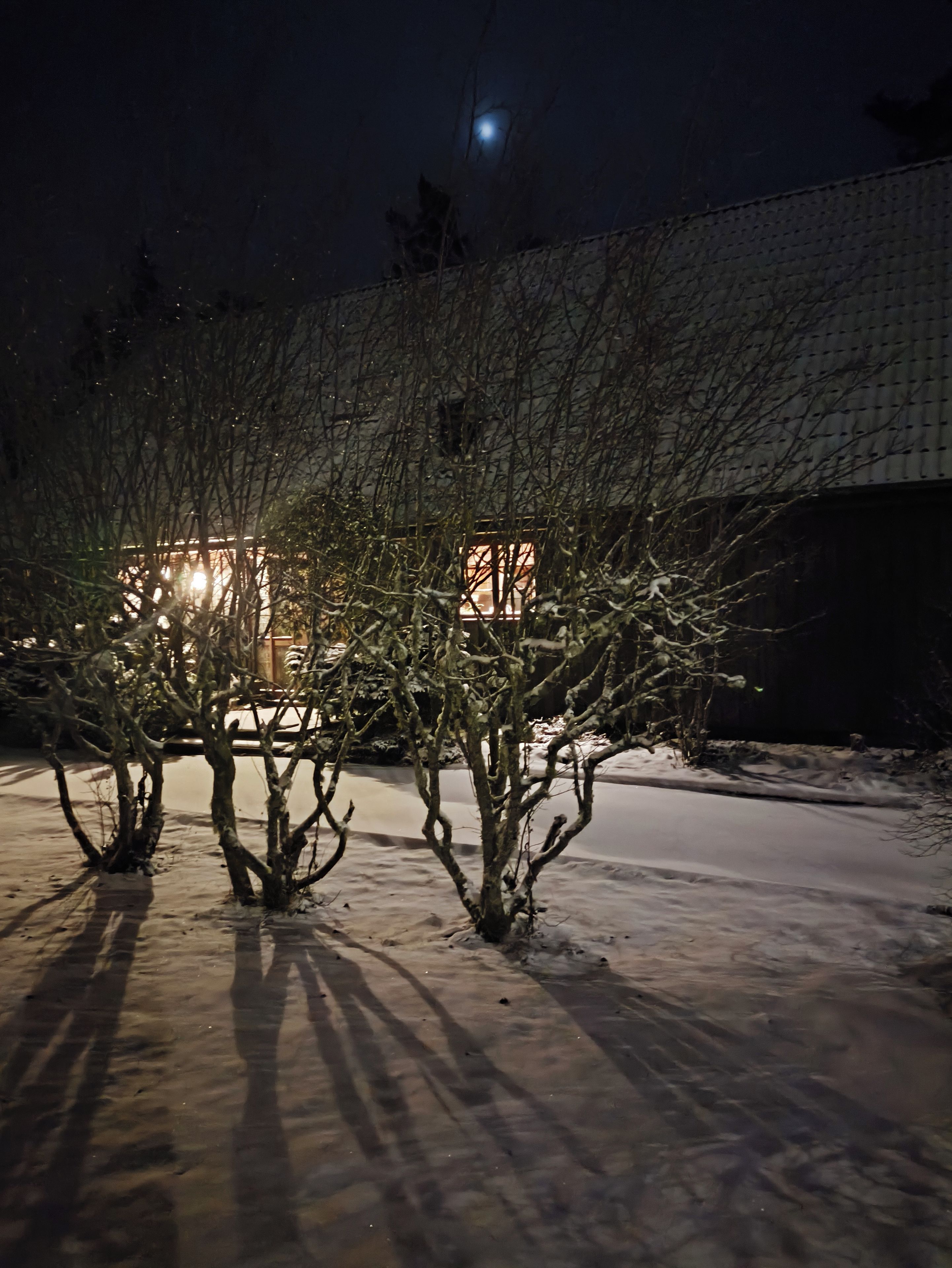 A snow-covered outdoor area with bare trees and a building in the background.