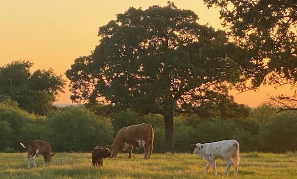 A field with cows grazing, a large tree, and a clear sky.