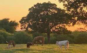 A group of cows grazing in a field with a large tree in the background.