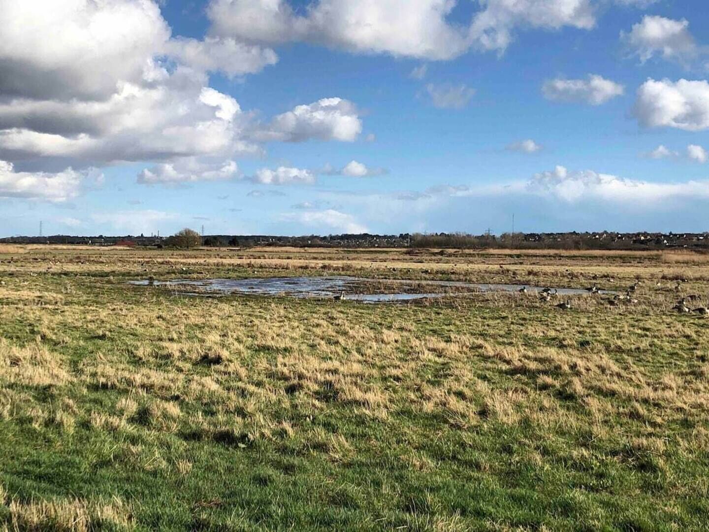 Een vlak landschap met een waterpartij en verspreide begroeiing.