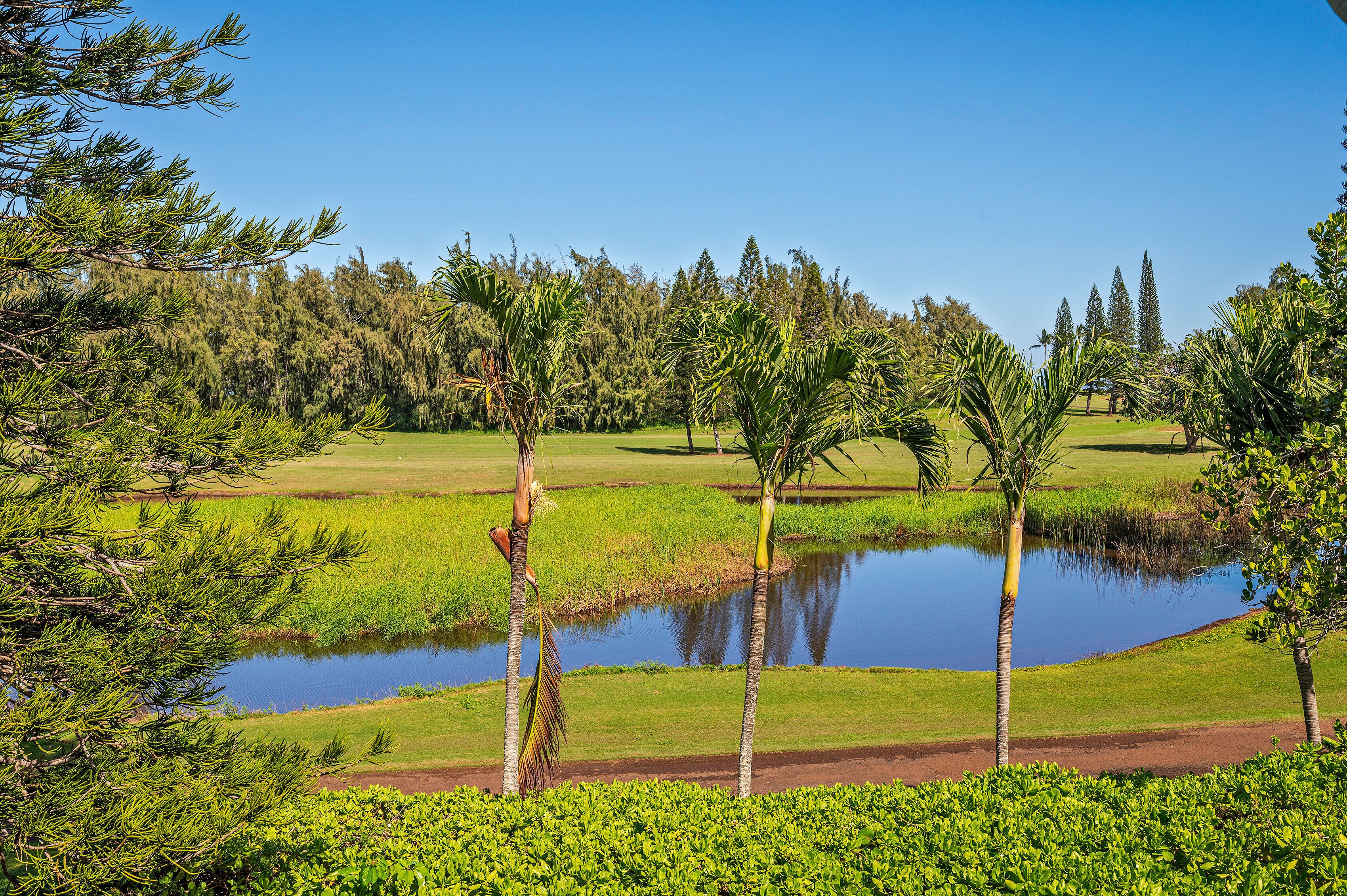 A golf course with a pond, palm trees, and dense forest in the background.