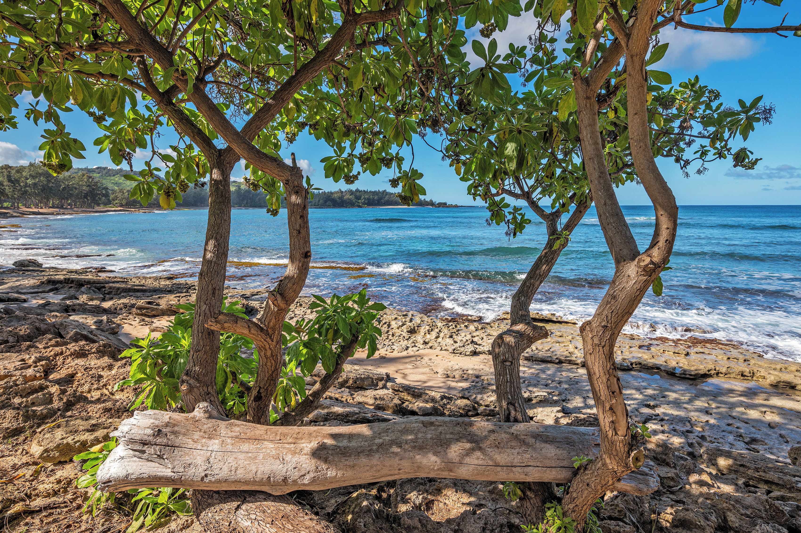 Une plage rocheuse bordée d’arbres, avec vue sur l’océan.