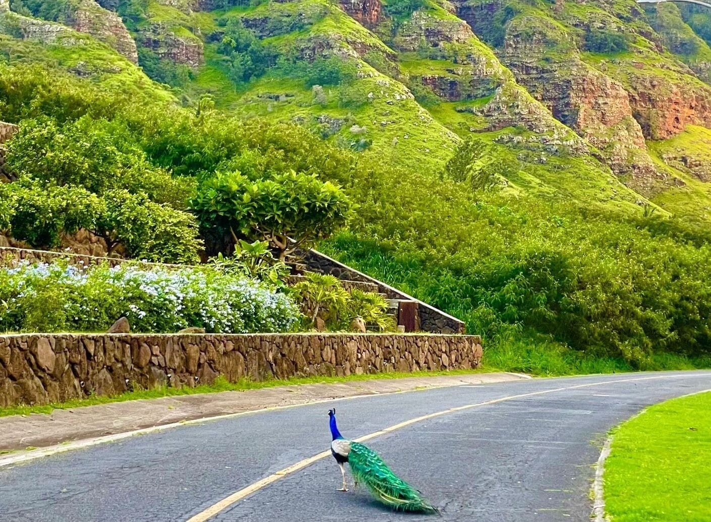 A peacock walking on a curved road with lush green hills in the background.