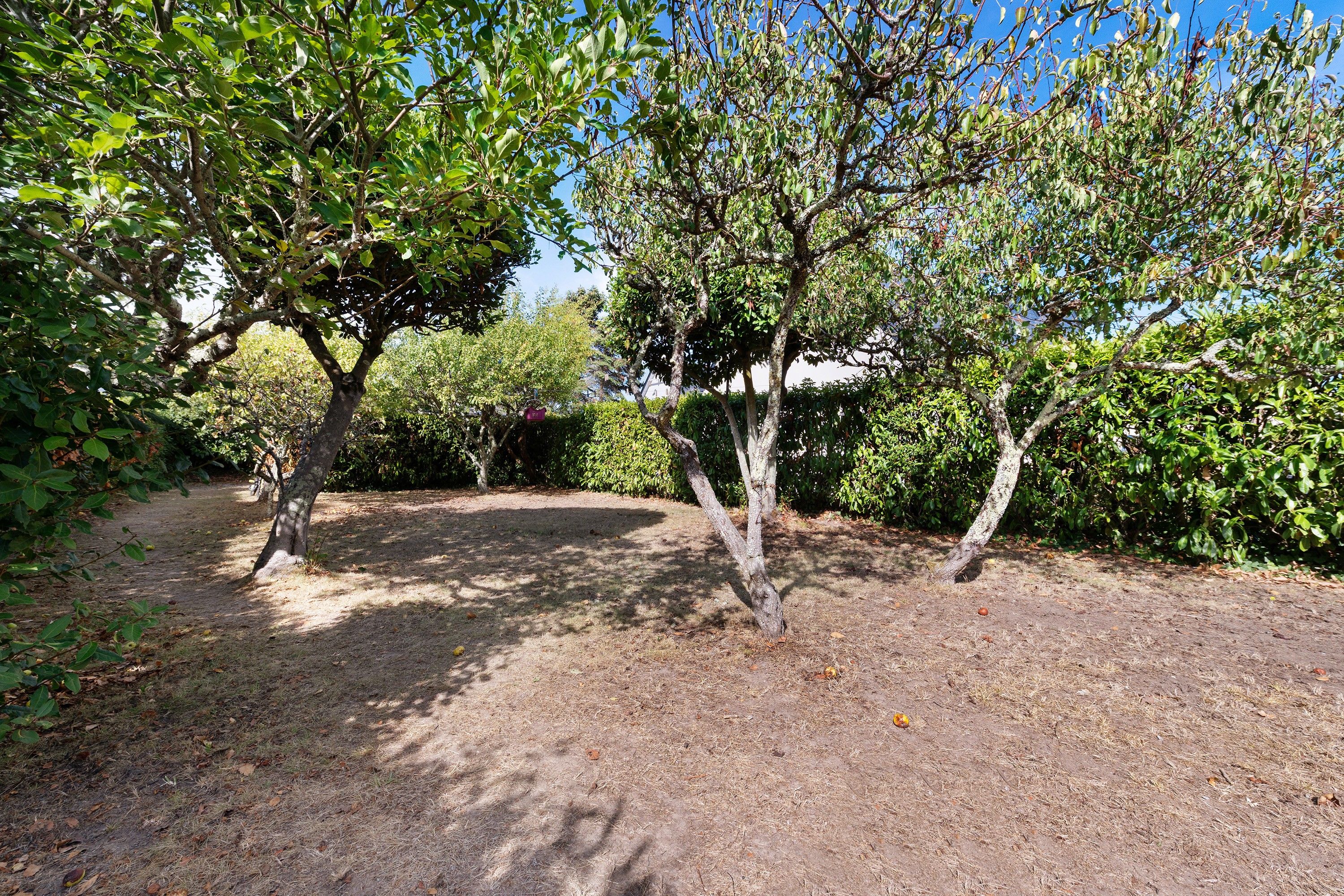A natural outdoor area with trees and a dirt path.