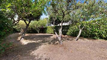 A natural outdoor area with trees and a dirt path.