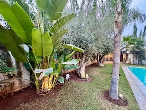 Área de piscina com palmeira, bananeiras e um pequeno cão.