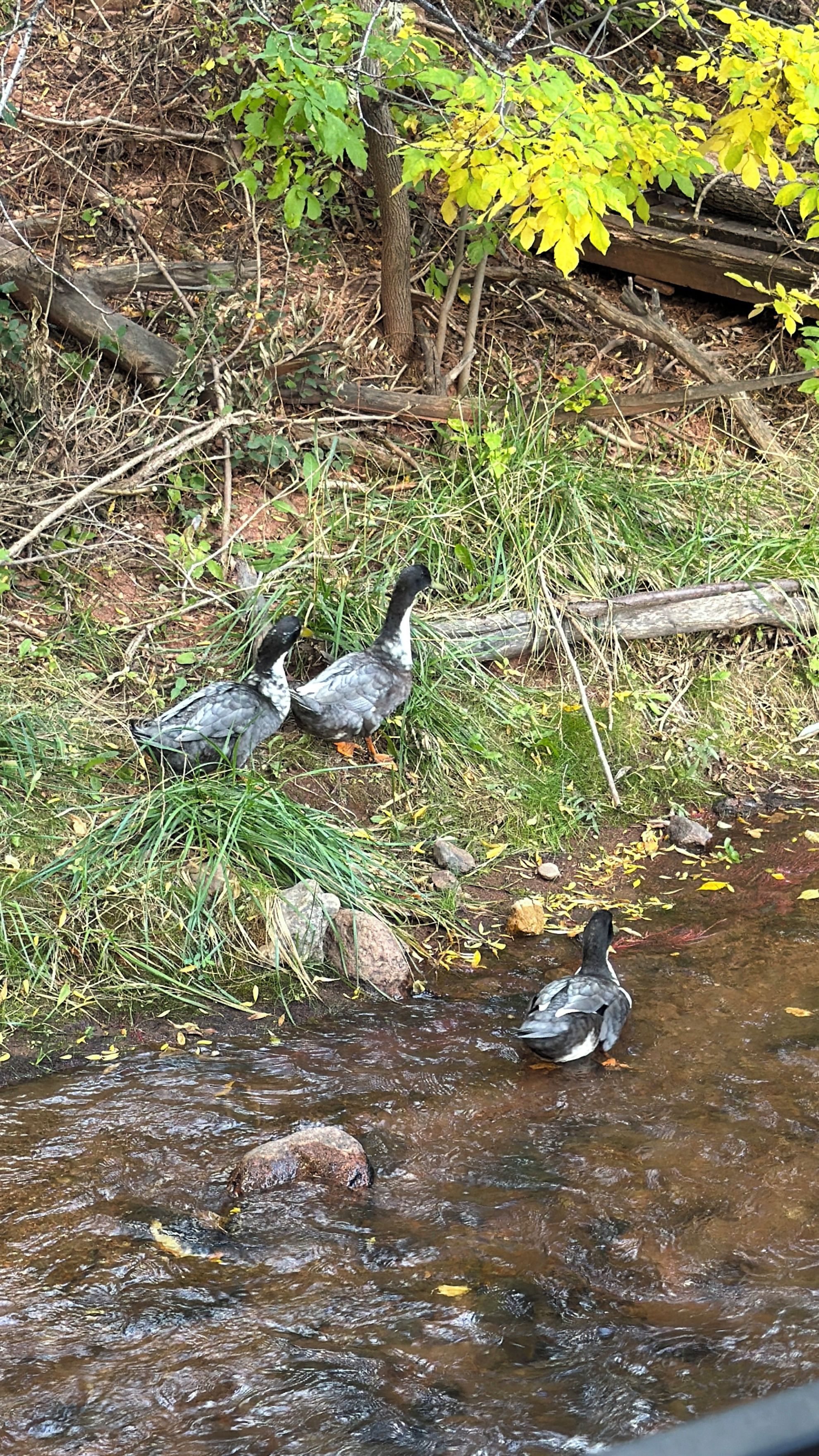 A natural outdoor setting with a stream and ducks.