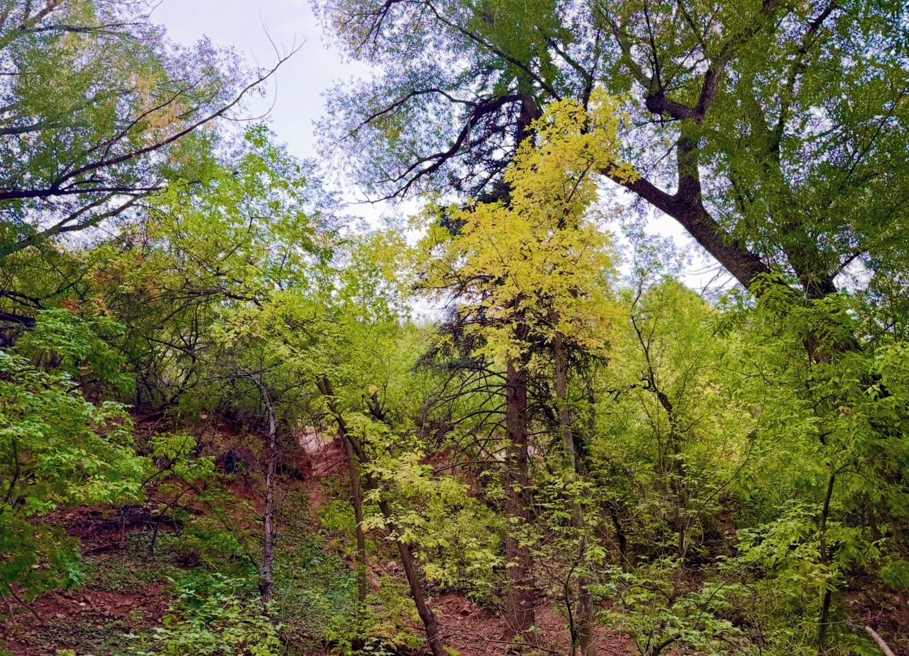 Ein dichter Wald mit verschiedenen Bäumen und Unterholz.