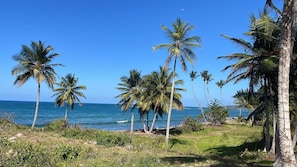 Un paisaje costero con palmeras y una vista despejada del océano.
