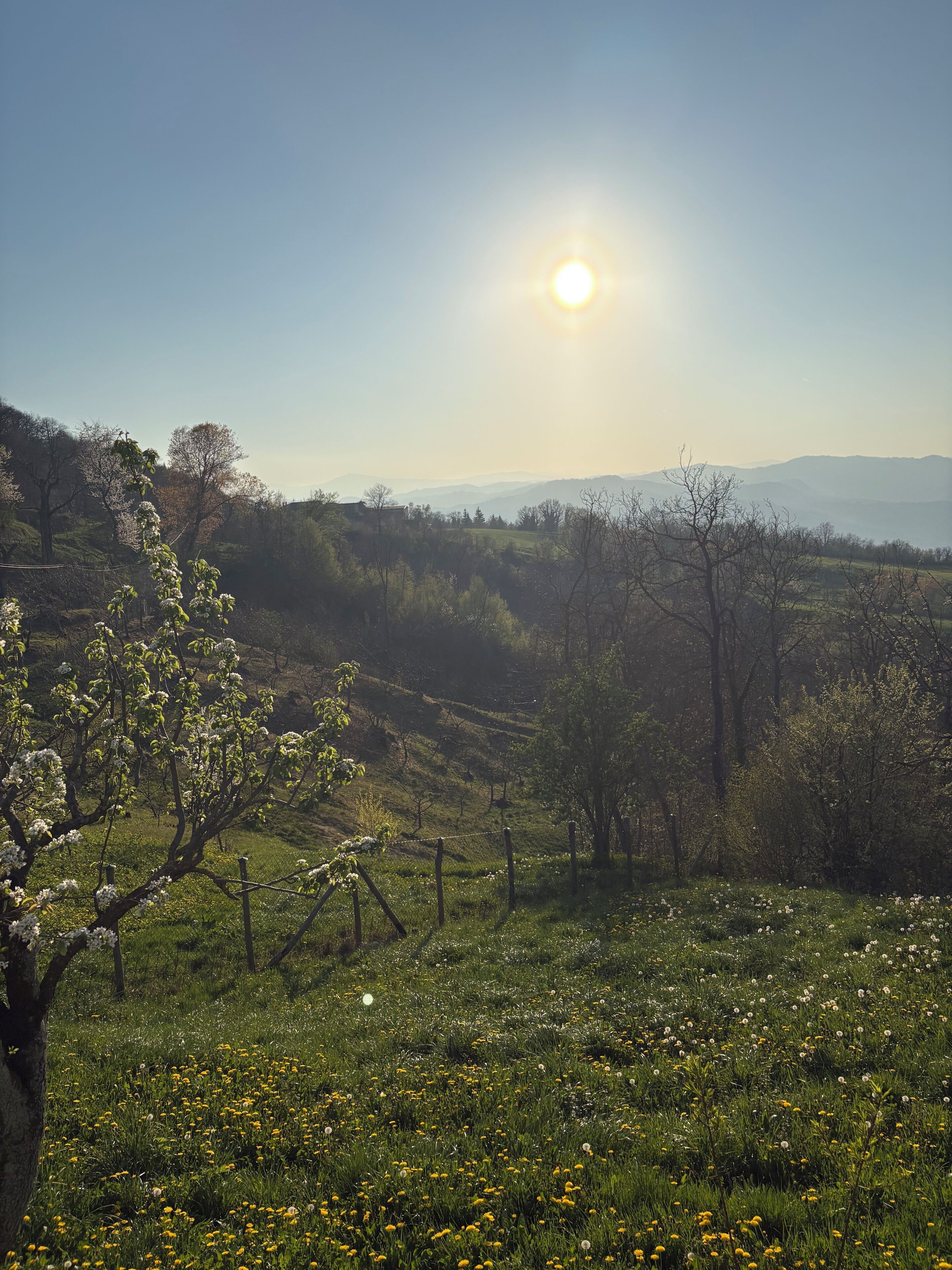Eine Landschaft mit blauem Himmel, Sonne und einem Blumenfeld.