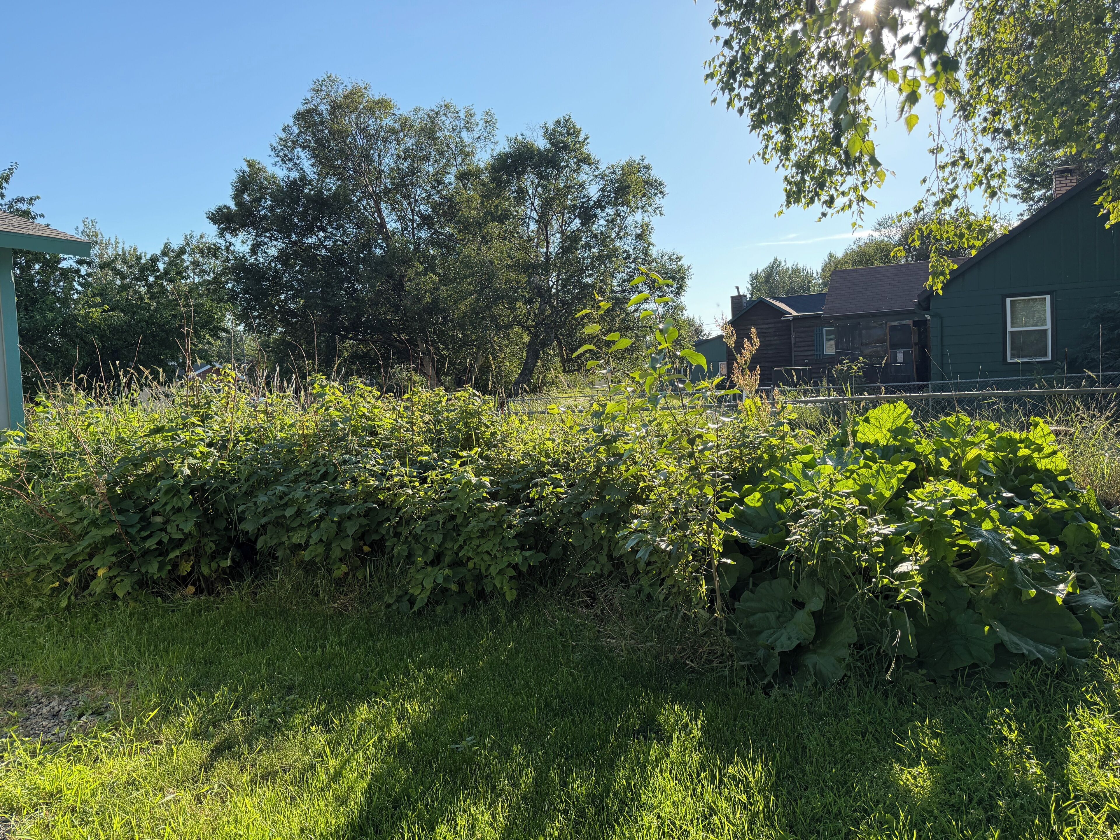 A grassy area with dense vegetation and a wooden structure in the background.