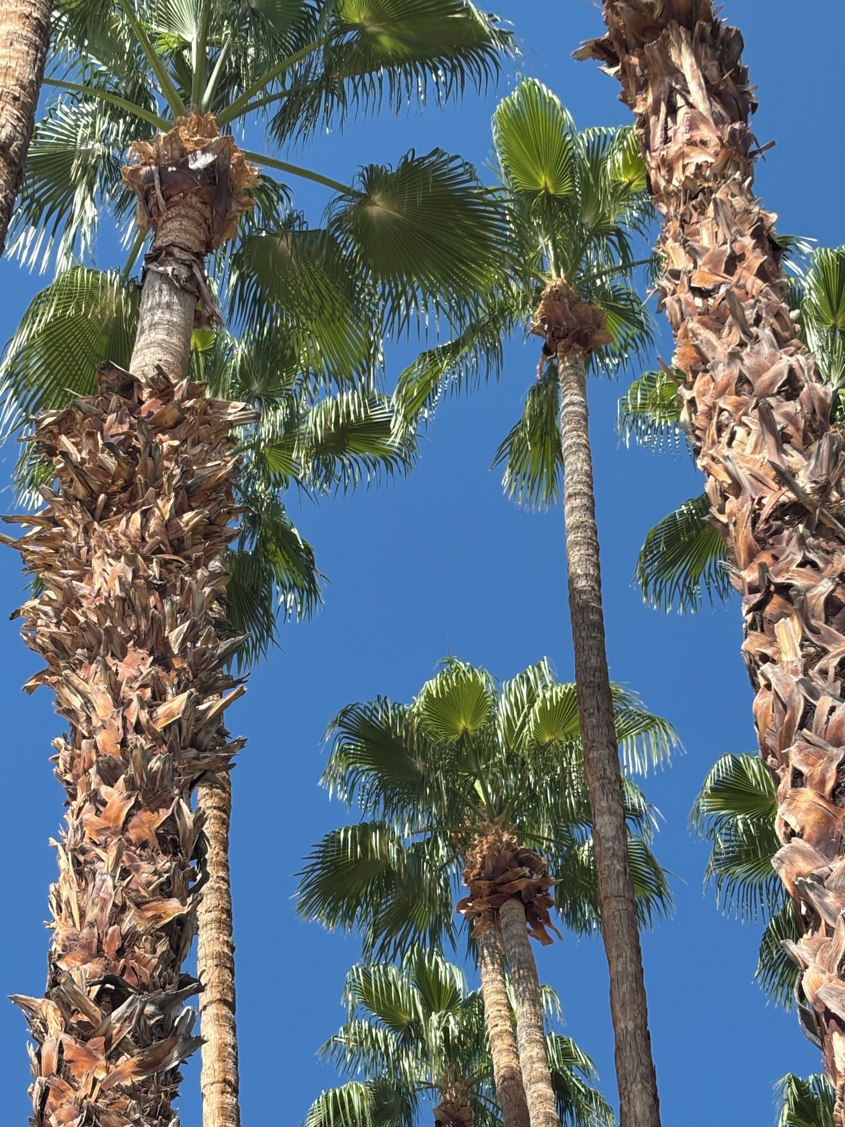 Palme alte sullo sfondo di un cielo azzurro intenso.