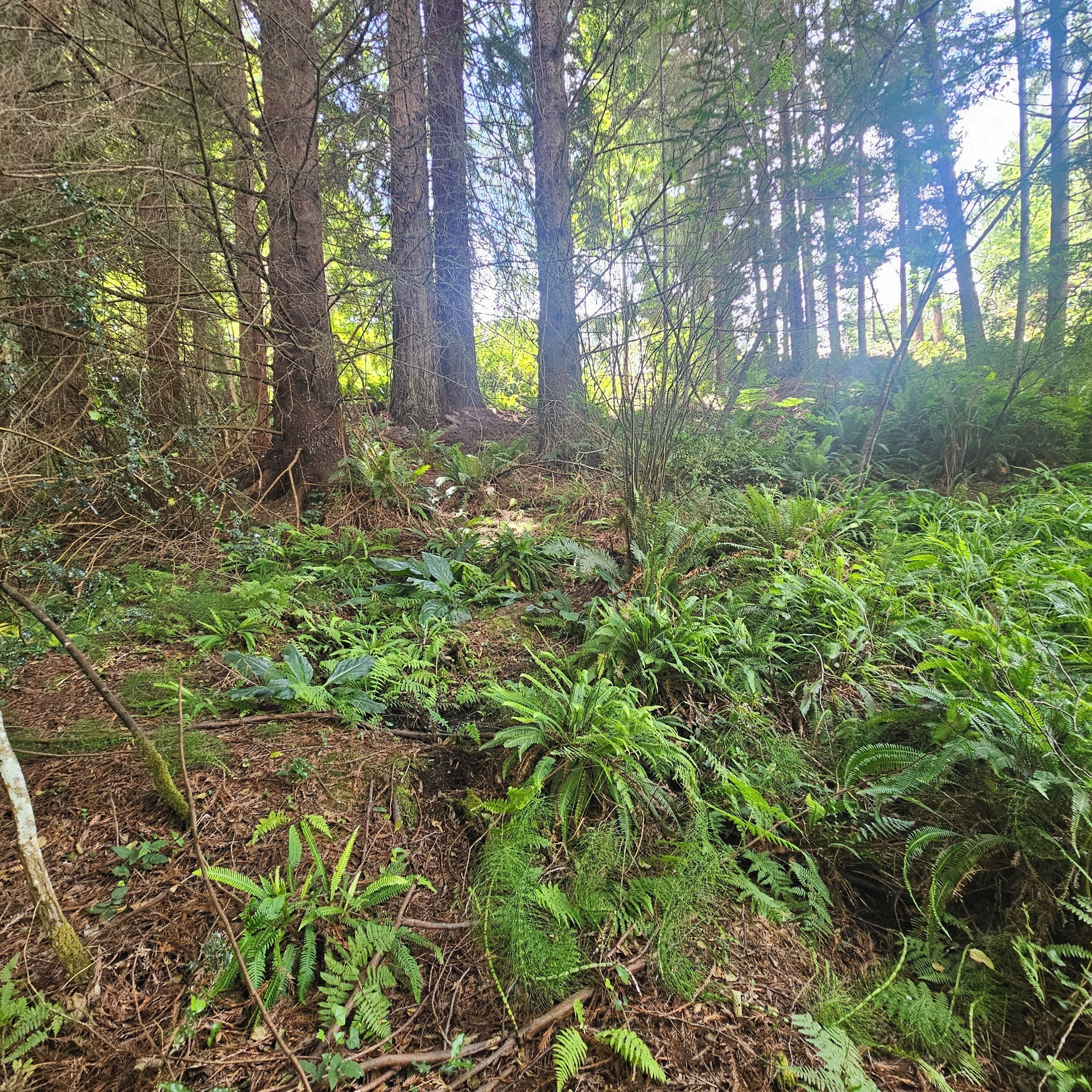 Une forêt dense, avec de grands arbres et des fougères.